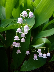 自然 花 植物 白 写真