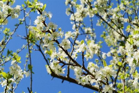 Tree nature branch blossom Photo