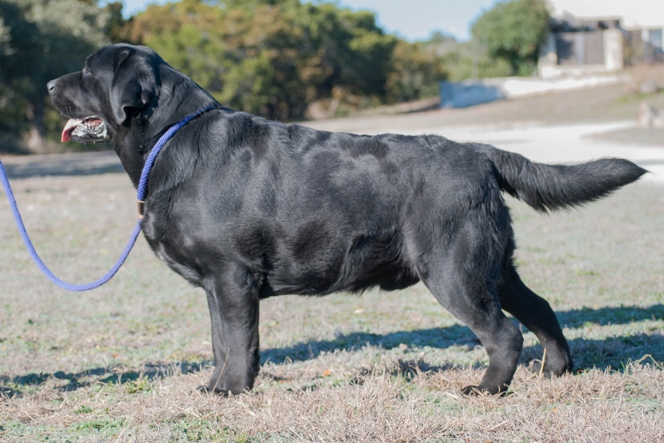 犬 動物 犬歯
 ペット