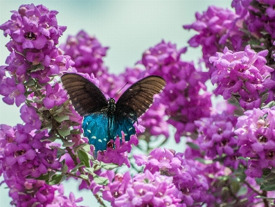 自然 ブランチ 花 植物 写真