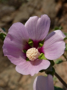 Blüte anlage blume blütenblatt Foto