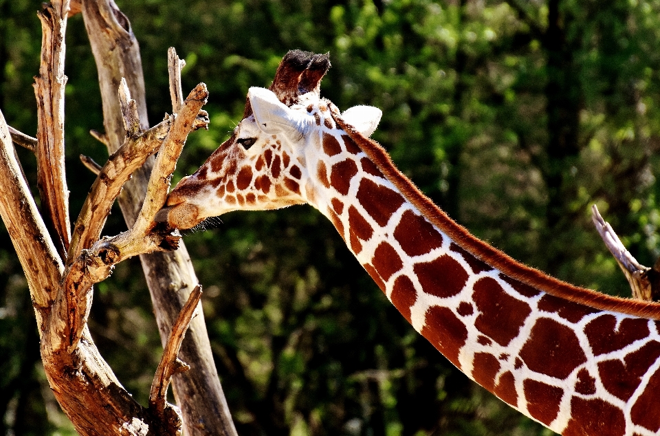 Tierwelt zoo afrika säugetier