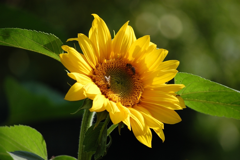 Nature fleurir usine fleur