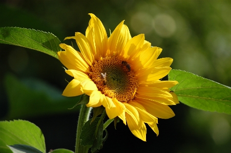 Foto Natura fiore pianta petalo