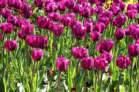 Nature blossom growth plant Photo