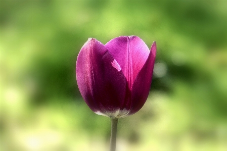 Nature outdoor blossom light Photo