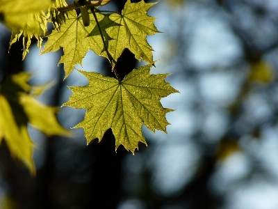 Tree nature forest branch Photo