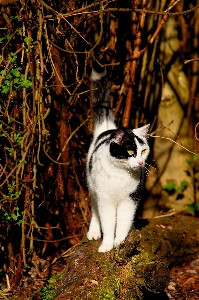 Foto Alam hutan matahari manis