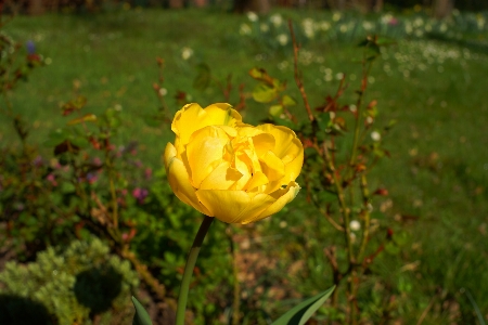 Nature blossom plant field Photo