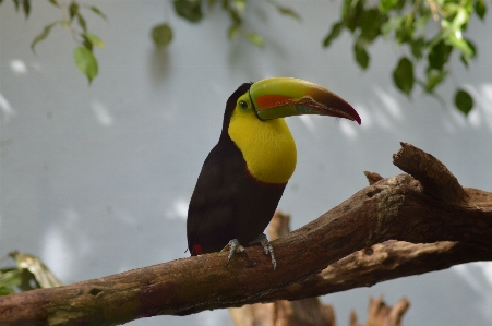 Foto Alam cabang burung satwa