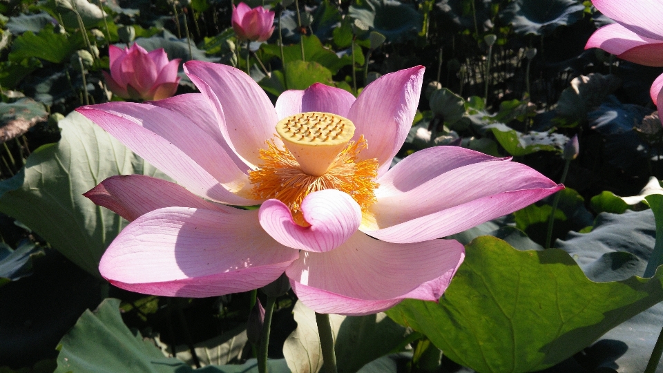 Anlage blume blütenblatt sommer