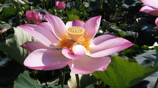 Anlage blume blütenblatt sommer Foto