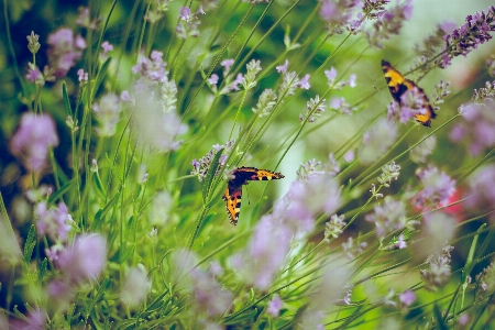 Nature grass blossom plant Photo