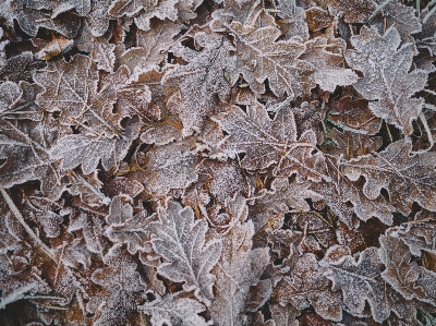 Tree branch winter plant Photo