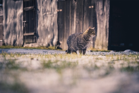 草 野生動物 ペット 猫 写真