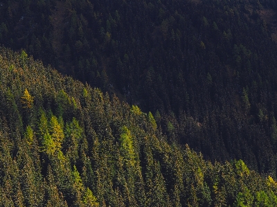 風景 木 自然 森 写真