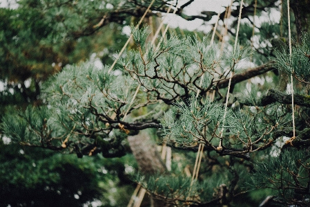 Tree branch plant wood Photo