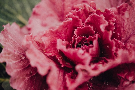 Blossom plant photography leaf Photo