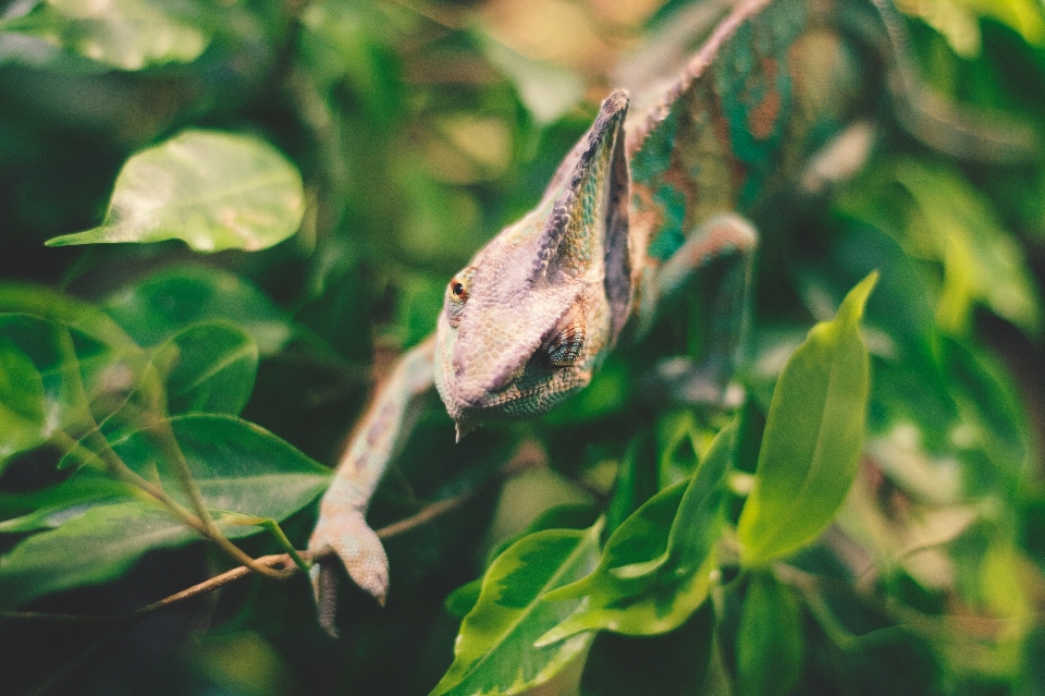 Natura oddział dzikiej przyrody zielony