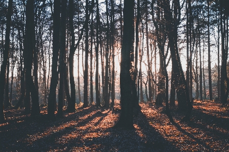 Foto Pohon alam hutan gurun
