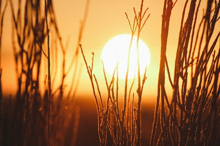 Tree nature grass branch Photo