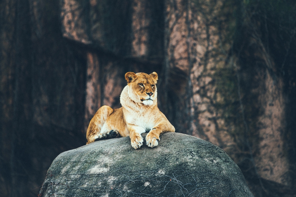 Natur rock tier tierwelt