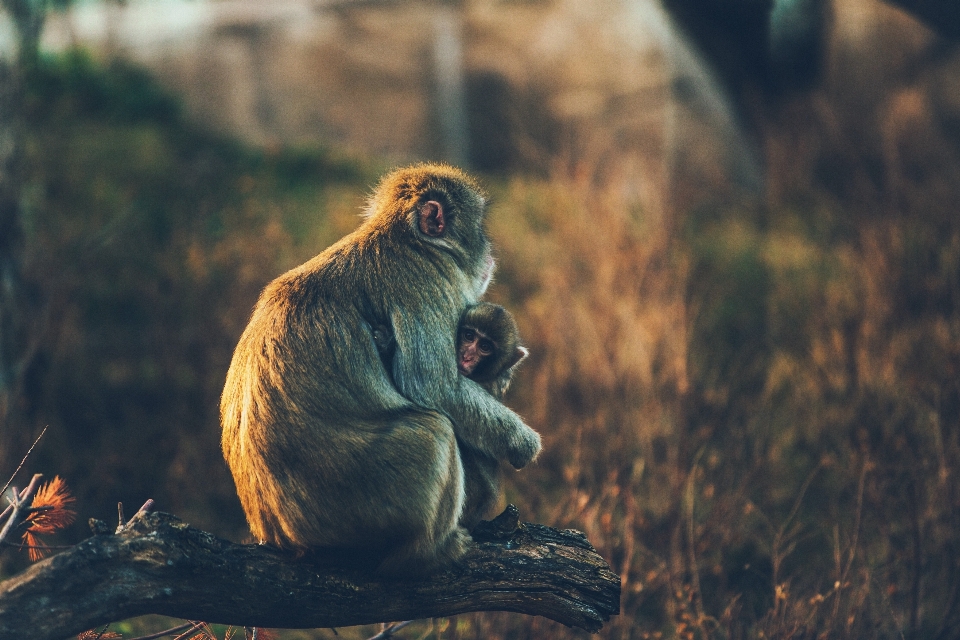 Natureza animal animais selvagens mamífero