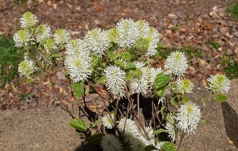 木 自然 花 植物 写真