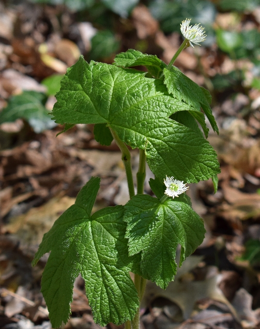 Nature fleurir usine blanc