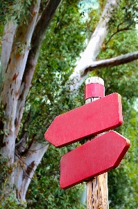 Foto Albero foresta forchetta foglia