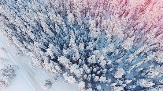 Tree branch snow winter Photo