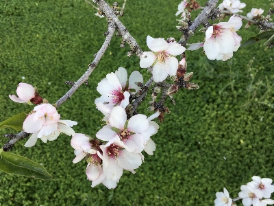 Tree nature outdoor branch Photo