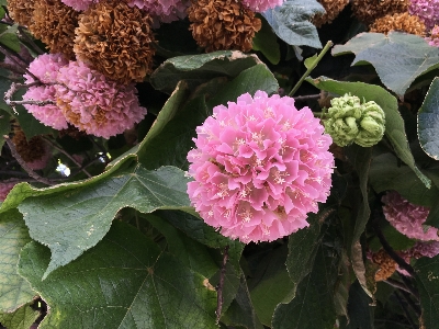 Nature branch blossom plant Photo