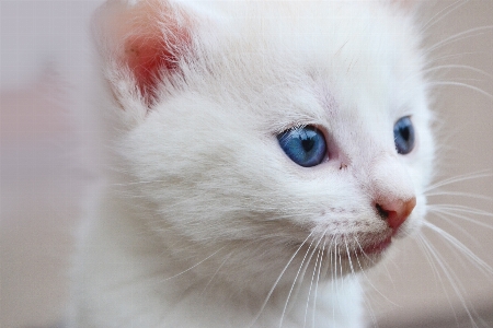 Foto Branco animal pelagem gatinho