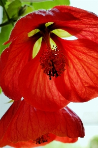 Blossom plant flower petal Photo