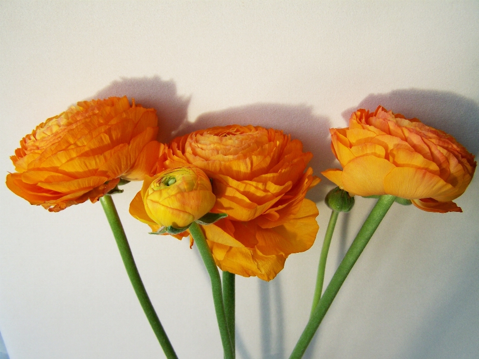 Anlage blume blütenblatt orange