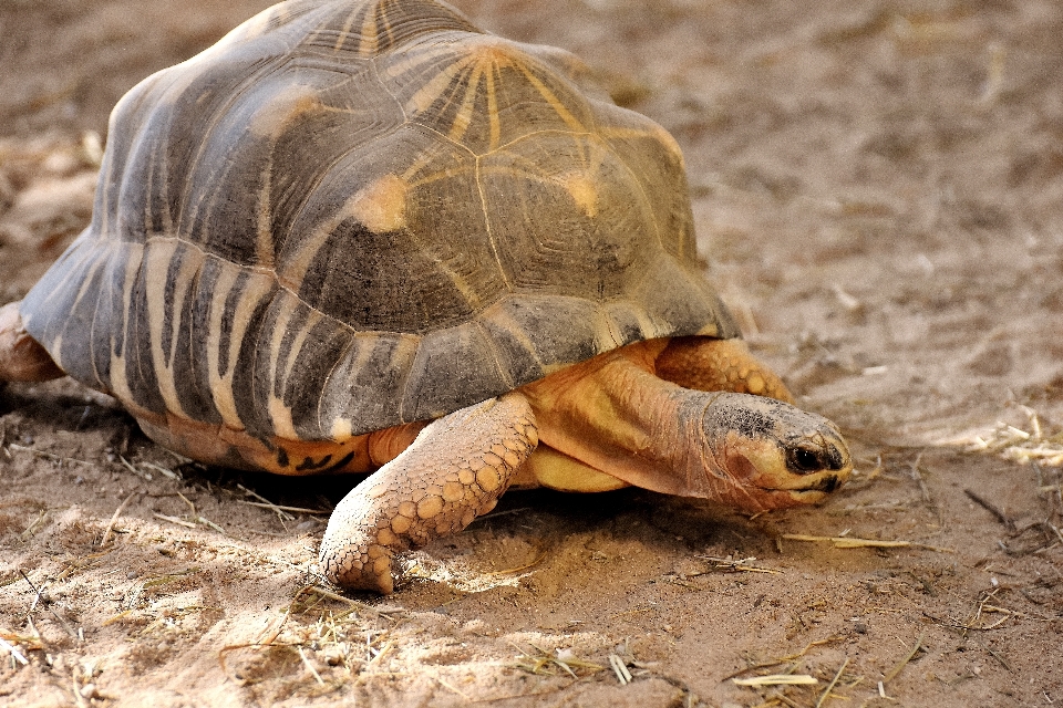 動物 野生動物 動物園 カメ