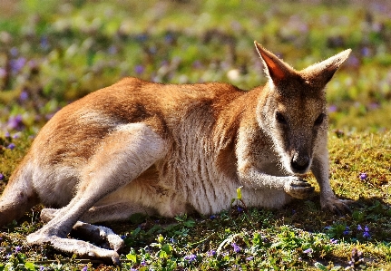 Meadow animal wildlife mammal Photo