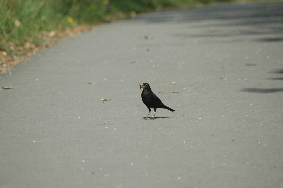 Pájaro ala fauna silvestre comer