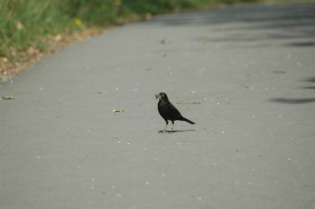 Bird wing wildlife eat Photo