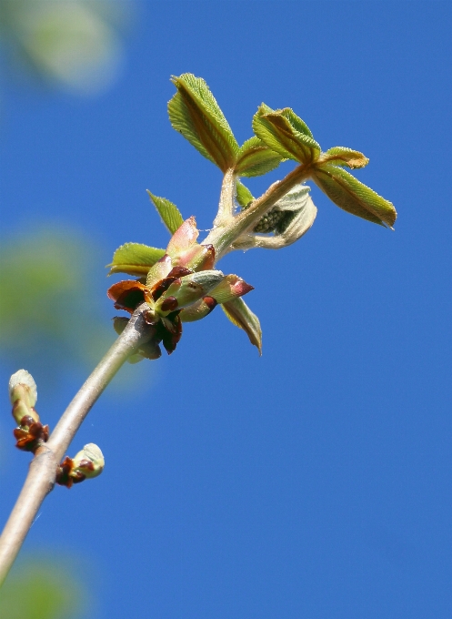 Drzewo natura oddział kwitnąć