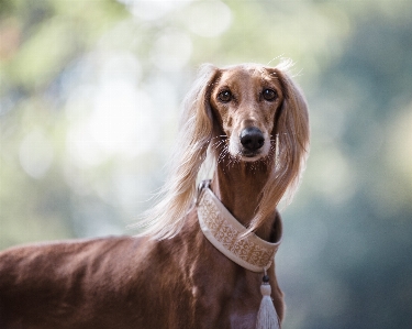 Foto Cane mammifero segugio collare