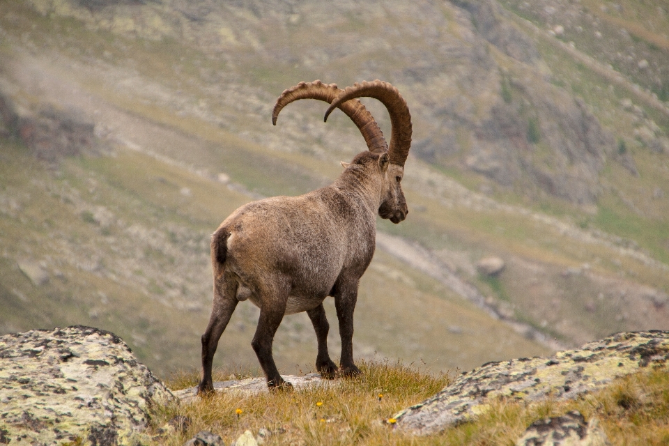 Fauna silvestre bocina rebaño oveja