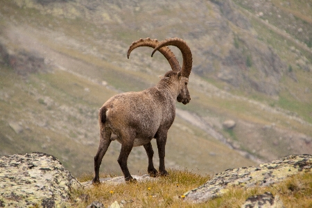 Foto Animali selvatici corno gregge pecora