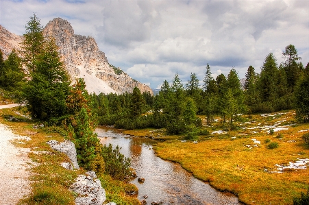 Landscape tree nature forest Photo