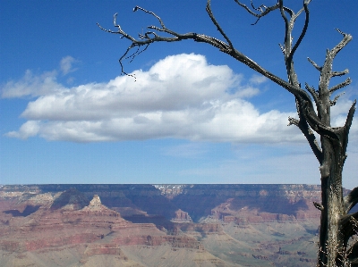 Foto Paesaggio albero natura rock