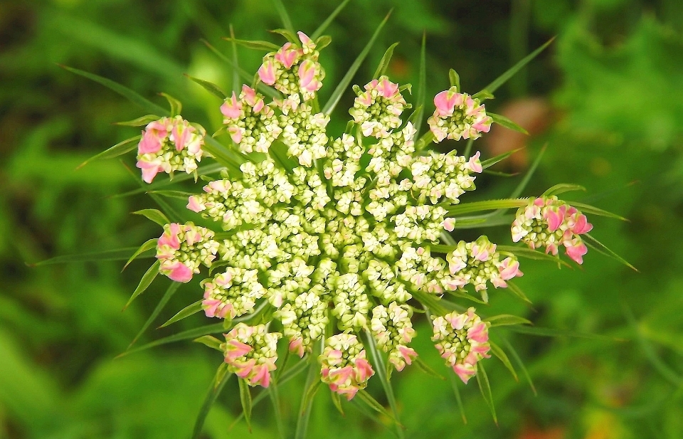 Naturaleza florecer planta prado
