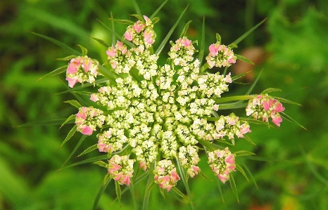 Nature blossom plant meadow Photo