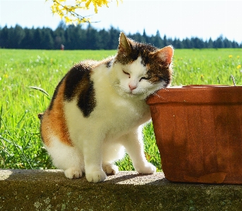 Nature grass animal spring Photo