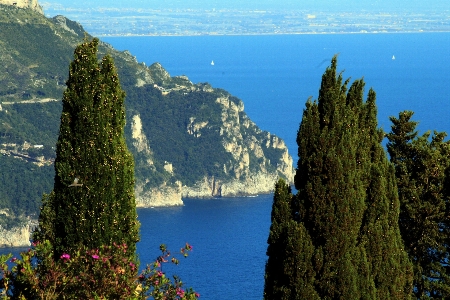 風景 海 海岸 木 写真